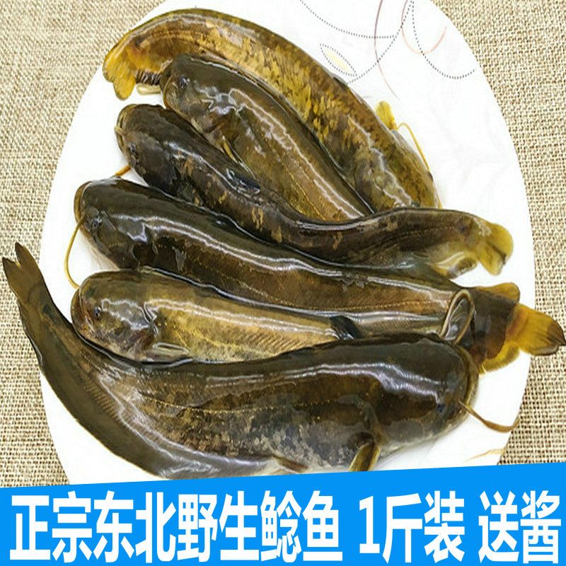 东北大河鲶鱼开河胡子冷水鲶鱼