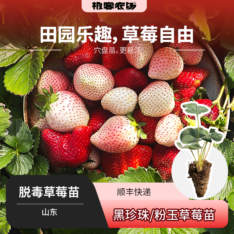 极客穴盘脱毒草莓苗 | 黑珍珠/粉玉草莓苗 易养易活易种植 顺丰