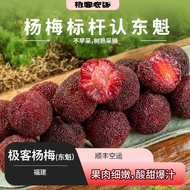 东魁杨梅 | 产区福建 酸甜风味浓郁 鲜嫩肉厚多汁 顺丰空运