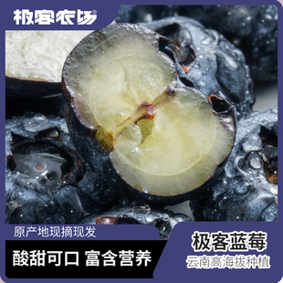 极客蓝莓 | 云南澄江 露天种植 甜酸味浓 早期口感带微酸【顺丰】