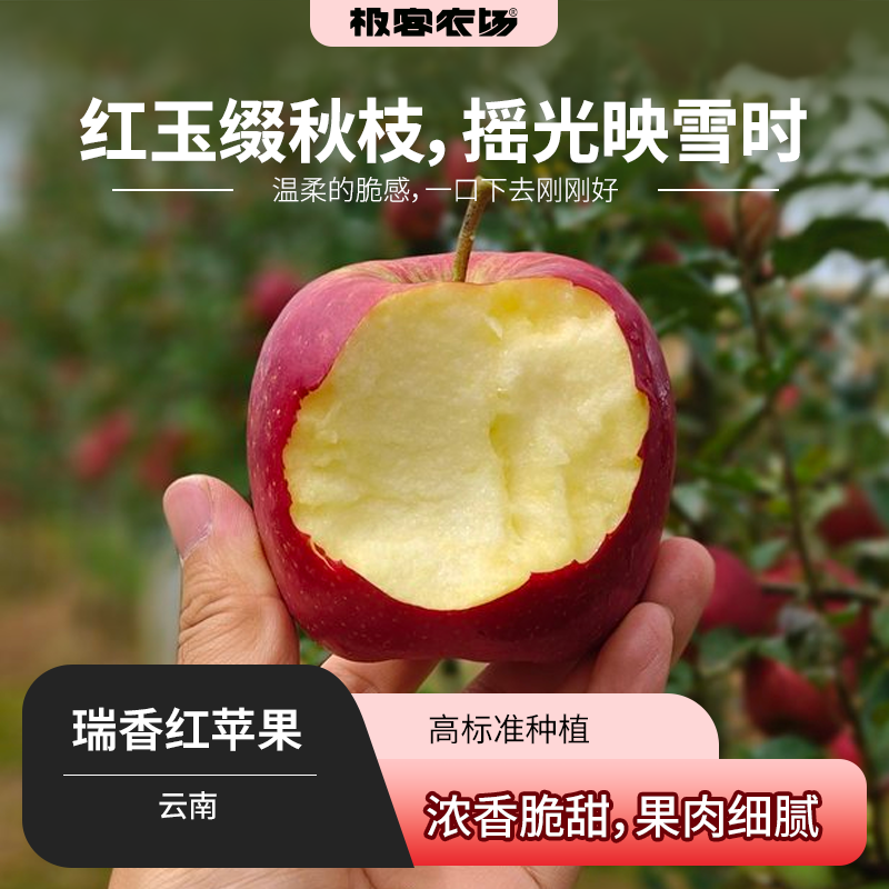 瑞香红苹果丨云南高原 浓香脆甜个头迷你 外皮厚实果肉细腻 顺丰
