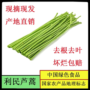 利民芦蒿产地直销去叶切根新鲜净蒿青白蒿黎蒿食用农产品绿色蔬菜