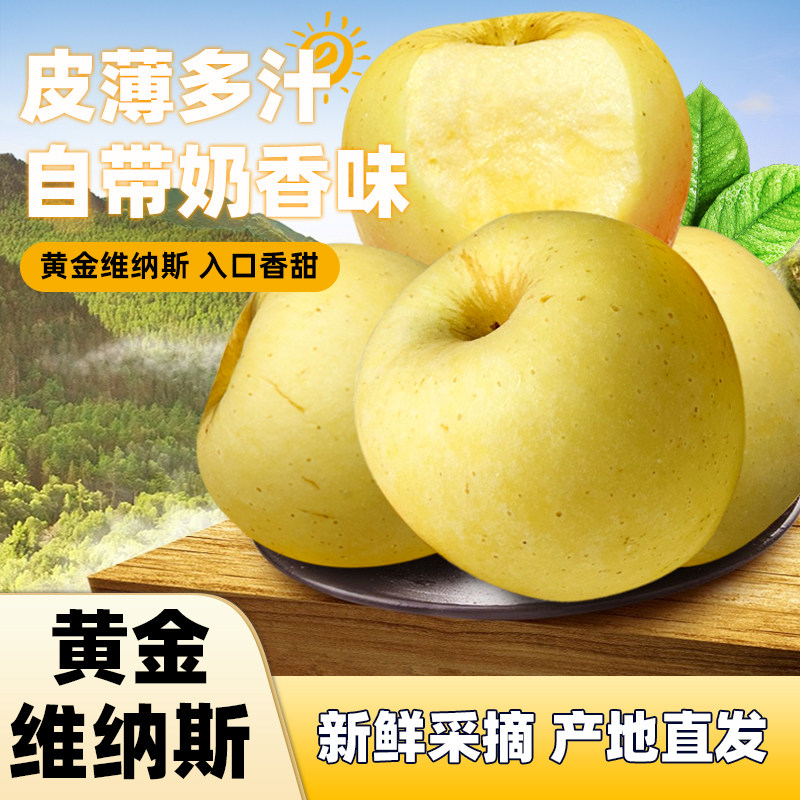 山东临沂维纳斯黄金苹果新鲜采摘皮薄多汁奶香味当季水果