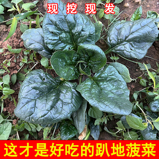 新鲜河南霜冻趴地红根菠菜现挖现发新鲜农家自种火锅小菠菜青菜5