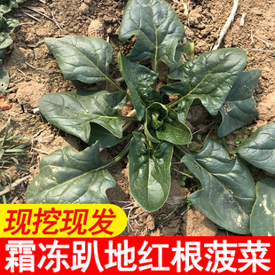 新鲜河南霜冻趴地红根菠菜现挖现发新鲜农家自种火锅小菠菜青菜5
