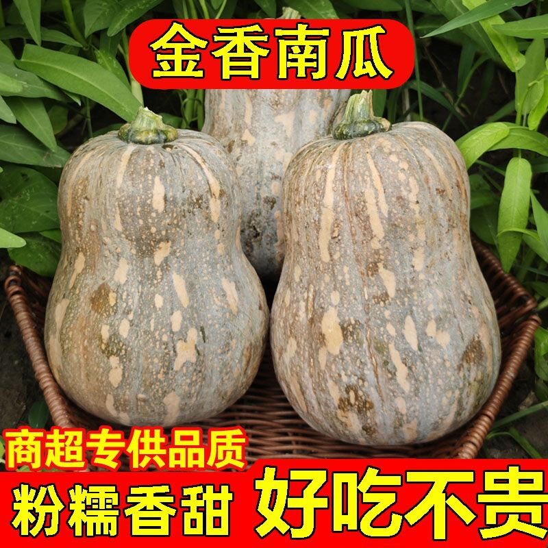 金香小南瓜甜糯正宗花生南瓜香甜农家新鲜现摘南瓜宝宝辅食蔬菜