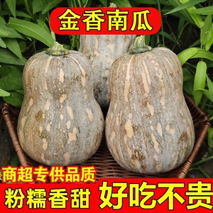 金香小南瓜甜糯正宗花生南瓜香甜农家新鲜现摘南瓜宝宝辅食蔬菜