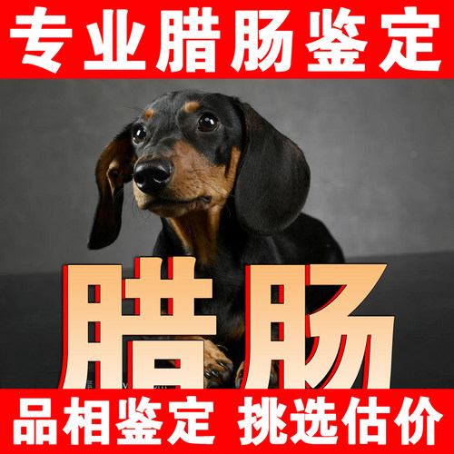 【腊肠鉴定】1V1纯鉴定●不卖狗