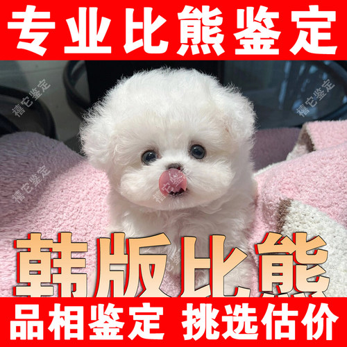 【比熊鉴定】24H鉴定1V1●不卖狗