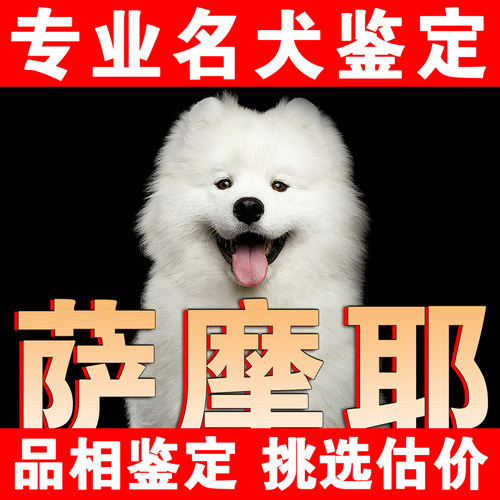 【萨摩鉴定】24H鉴定1V1●不卖狗