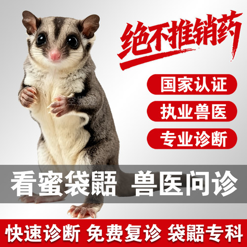 宠物医生在线问诊24小时蜜袋鼯问诊看病异宠医生蜜袋鼯问诊蜜袋鼯
