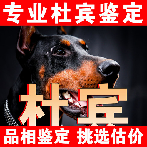 【杜宾鉴定】24H鉴定1V1●不卖狗