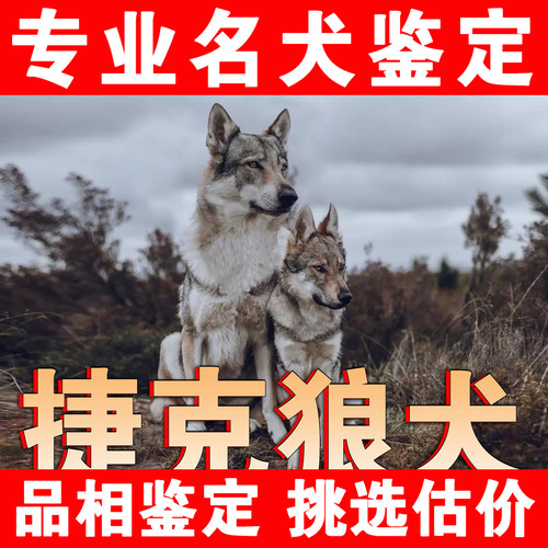 【捷克狼犬】24H鉴定1V1●不卖狗