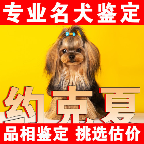 【约克夏鉴】24H鉴定1V1●不卖狗