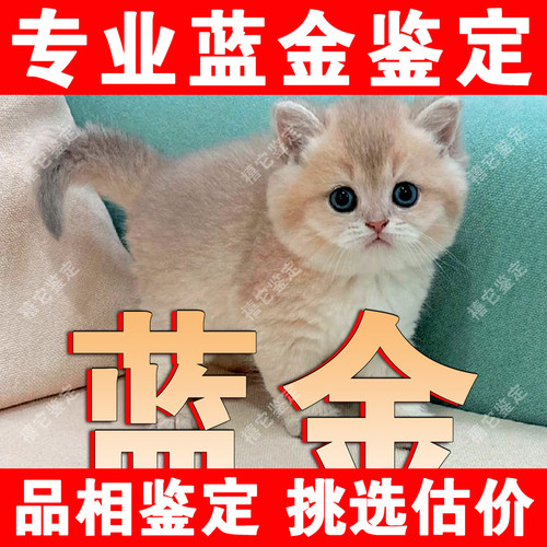 【蓝金鉴定】1V1纯鉴定●不卖猫