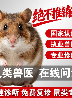 宠物医生在线问诊鼠异宠问诊金丝熊仓鼠荷兰猪花枝鼠问诊异宠医生