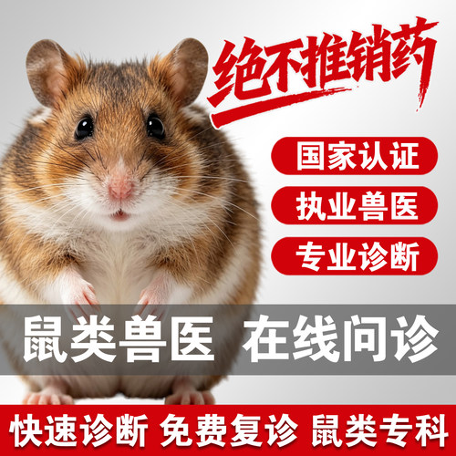 宠物医生在线问诊鼠异宠问诊金丝熊仓鼠荷兰猪花枝鼠问诊异宠医生