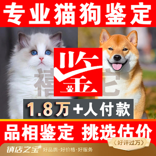 宠物鉴定师咨询猫狗品种品相鉴定估价布偶猫金渐层柴犬边牧鉴定