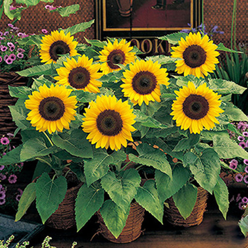 多头向日葵种子质量怎么样 多头向日葵种子口碑怎么样 小麦优选