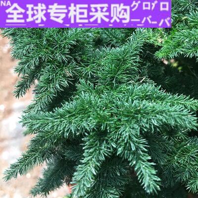 欧洲新款精品云竹唐山矮生大文竹球矮云竹球云片松矮文竹小苗室内