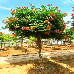凌霄花树苗庭院喜阳耐寒新手易种南北种植植物老桩花卉盆栽阳台