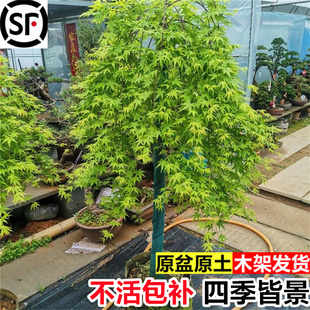 流泉枫树苗盆栽庭院花园别墅风景大型耐寒造景树黄金流泉枫树苗