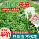 福建茶杀虫剂花卉植物土壤灭盆栽小飞虫药蚧壳虫蚜虫打虫家用治虫