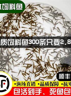 顺丰小鱼苗活体饲料鱼麦穗鱼活鱼喂鳜鱼乌龟喂金龙桂花乌龟粮