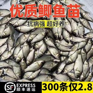 优质鲫鱼苗黄金鲫鱼苗中科5号鲫鱼苗本地鲫鱼苗淡水活体鲫鱼苗
