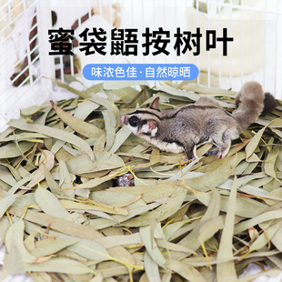 蜜袋鼯桉树叶烘干垫料垫材小蜜用品飞鼠专用垫材天然烘干桉树叶