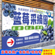 蓝莓采摘园广告新鲜蓝莓采摘海报定制果园采摘喷绘布海报贴纸自粘