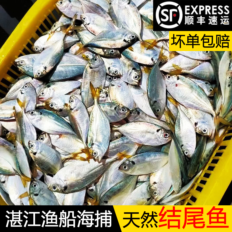 湛江新鲜吉尾鱼海捕小鱼海鱼鲜活孕妇小孩煲烫黄尾鱼纯天然结尾鱼