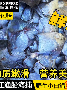 湛江新鲜小白鲳银鲳鱼海鲜水产