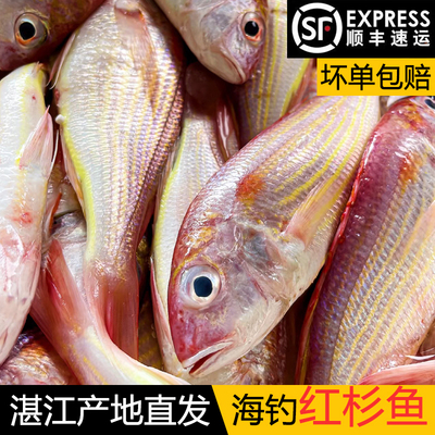 红三鱼新鲜海捕红杉鱼冰鲜小红冷冻海鱼金线鱼金丝鱼去鳞湛江特产