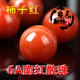 四川凉山 南红玛瑙散珠 串珠圆珠柿子红满肉满色6A九口料配珠佛珠