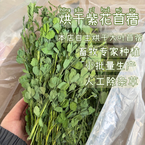 26年头茬大叶苜蓿牧草