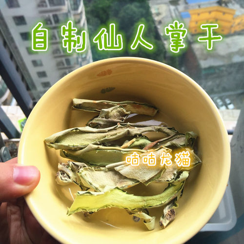 买3送1~宠物专用自制仙人掌清热解毒多种维生素 预防乳腺堵塞10G