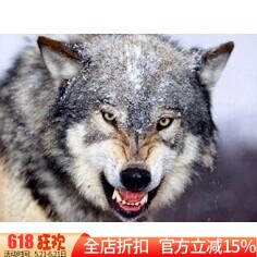 新款精准印花正品DMC十字绣 客厅玄关大画 狼图腾 雪狼