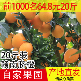 现摘江西赣州赣南脐橙应季新鲜水果寻乌甜橙子20斤装中大果包邮10