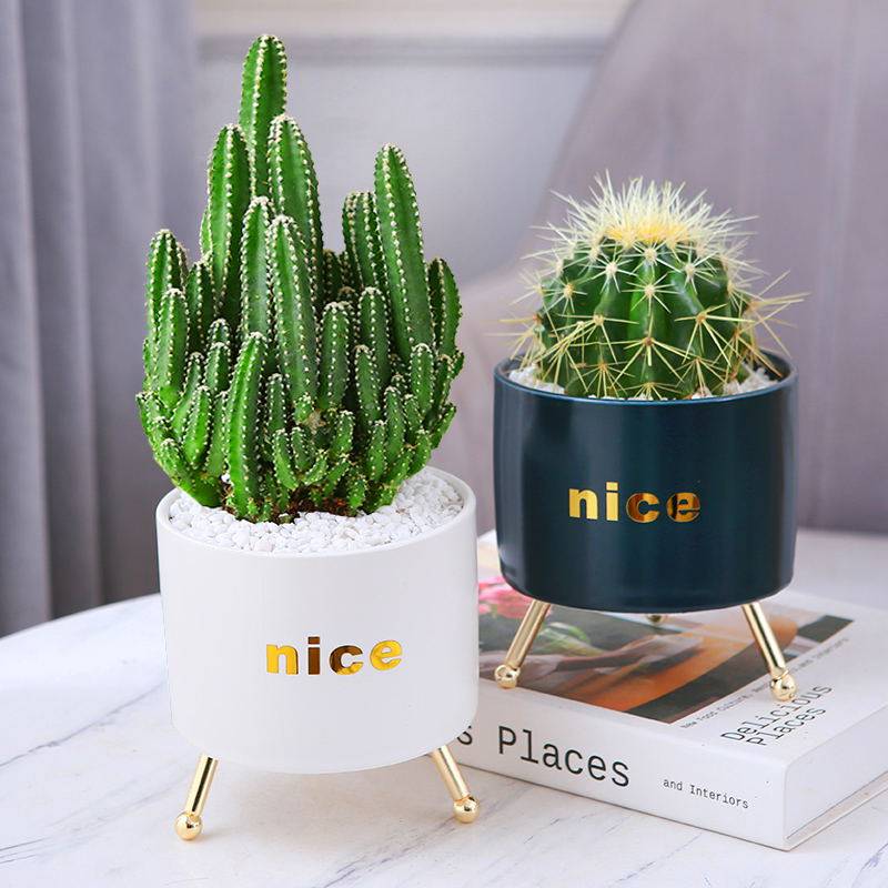 仙人球盆栽室内花卉仙人掌类可爱多肉植物净化空气绿植物桌面北欧
