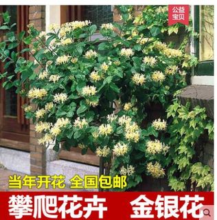 别墅庭院爬藤植物盆栽金银花四季不掉叶常青鸳鸯藤苗南方北方花卉