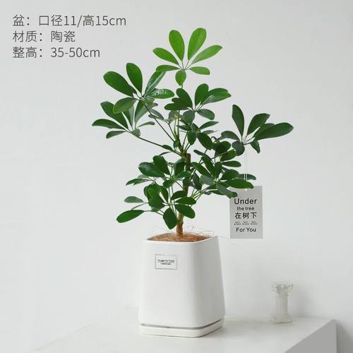 伊人如水鸭脚木净化空气防辐射