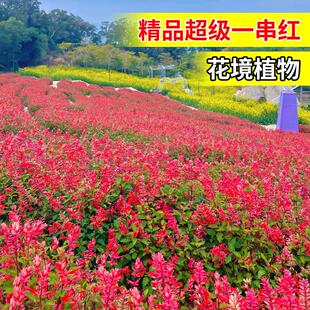 超级一串红盆栽花卉苗庭院花园阳台耐寒耐热开花不断