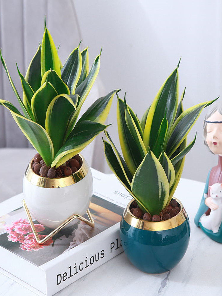 荷花兰虎皮兰盆栽室内客厅办公桌面净化空气四季常青好养绿植花卉