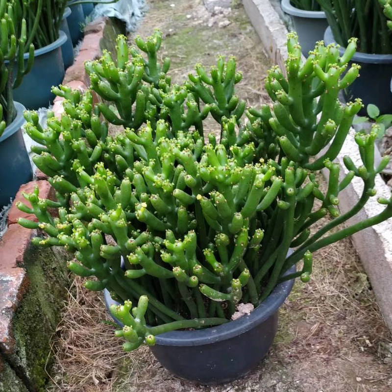 多肉植物光棍树锦老桩珊瑚棒超大盆栽好养室内办公室绿植净化空气