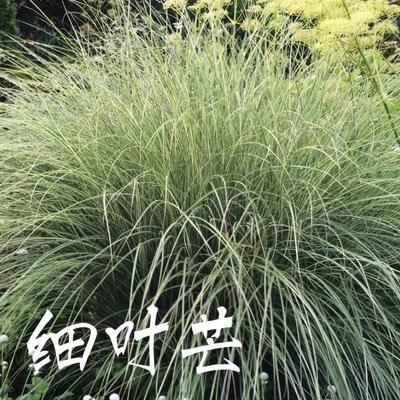 细叶芒草观赏植物花多年生