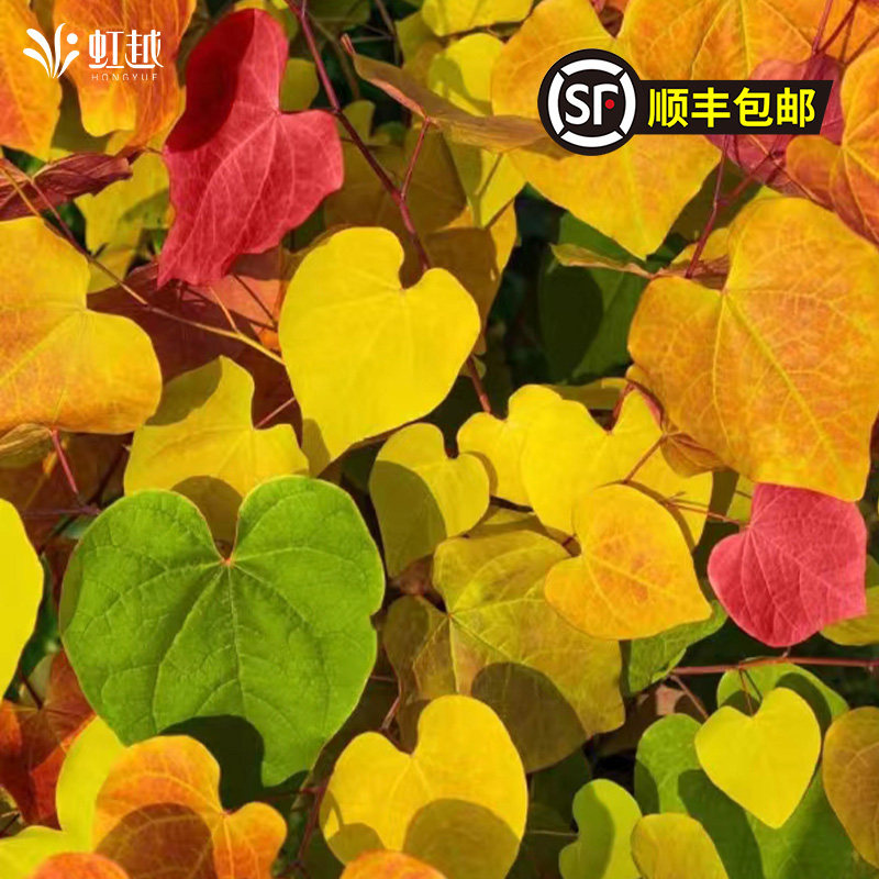 加拿大紫荆永恒之火树苗盆栽小苗庭院阳台观花观叶多年生耐寒