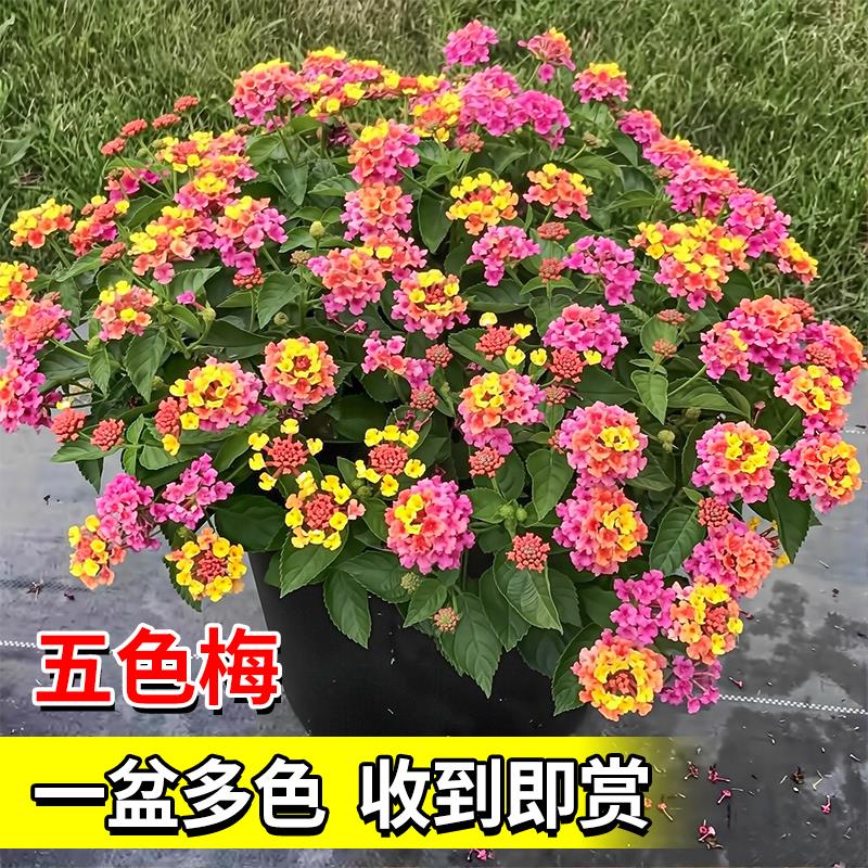 五色梅盆栽大苗花卉四季耐