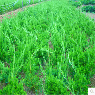 龙柏苗 龙柏小苗 龙柏树苗 小龙柏 龙柏 绿化小苗