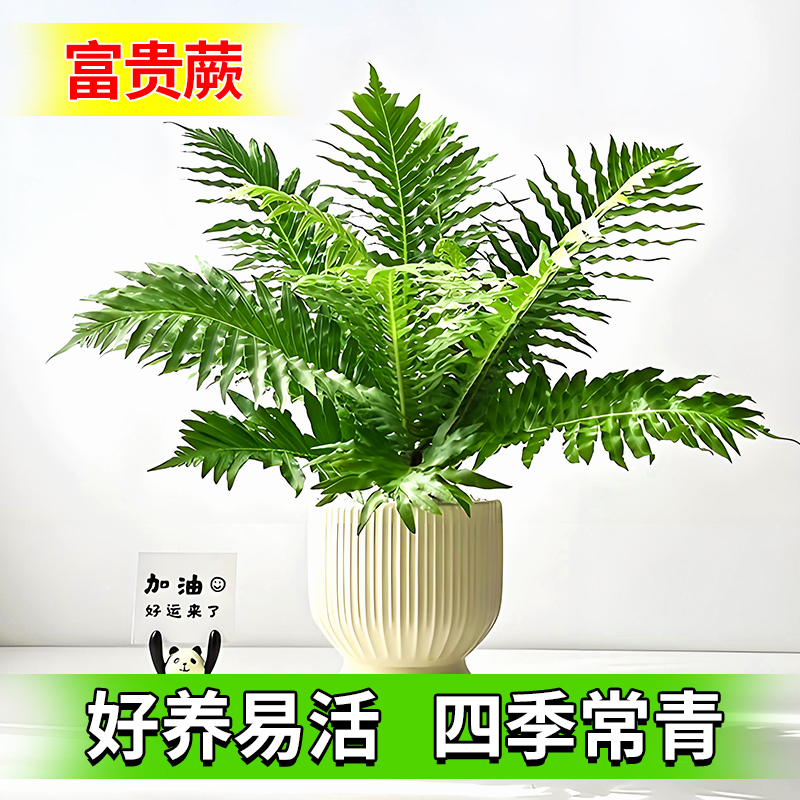 富贵蕨盆栽大苗室内外观叶